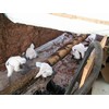 Abatement project photo 01